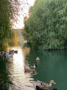 Ördekli Kamp ve Piknik Alanı Yerel İşletme fotoğrafı 4